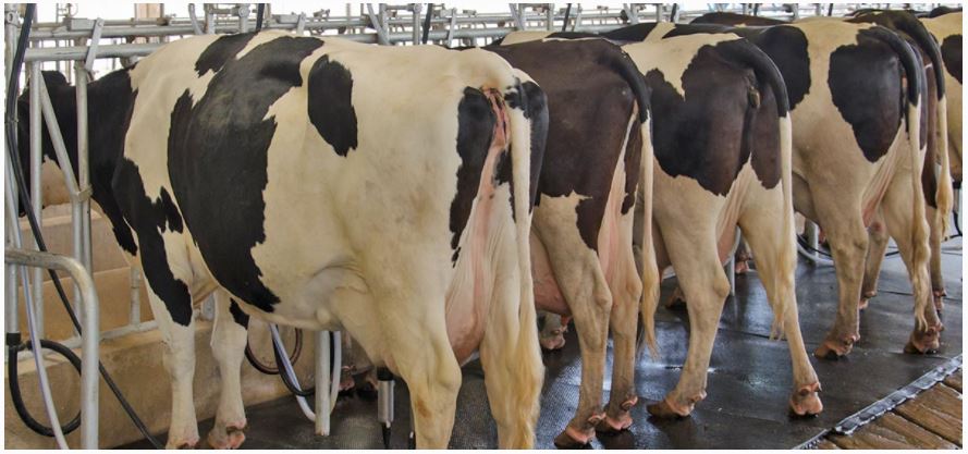 ¿Qué cantidad de agua consumen las vacas lecheras?
